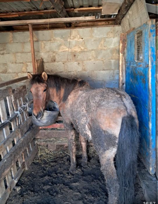 Продам лошадь с откорма