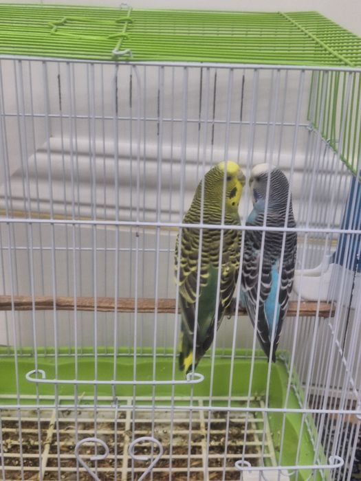Papugaylar sotiladi 2 dona qafasi bilan