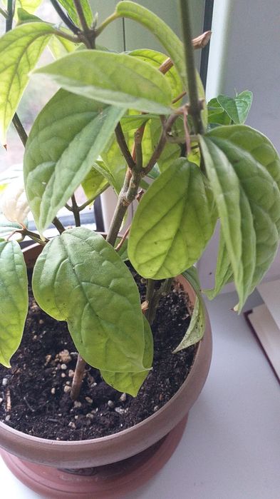 Комнатные цветы, торг уместен