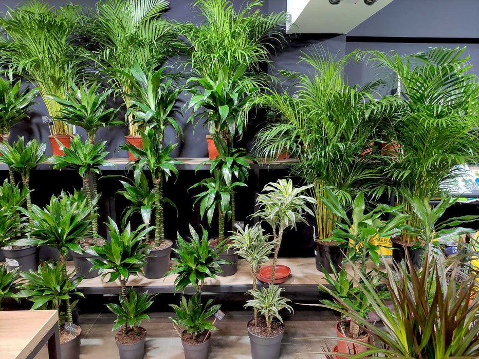 Яркая Драцена Голден Коаст, комнатное растение