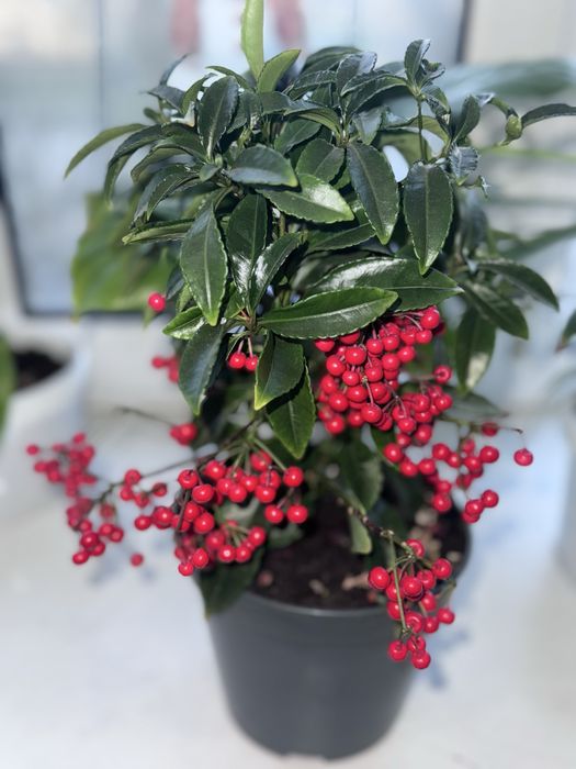 Продам ардизию городчатую