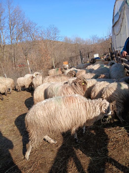 Oi de vanzare , sibiu