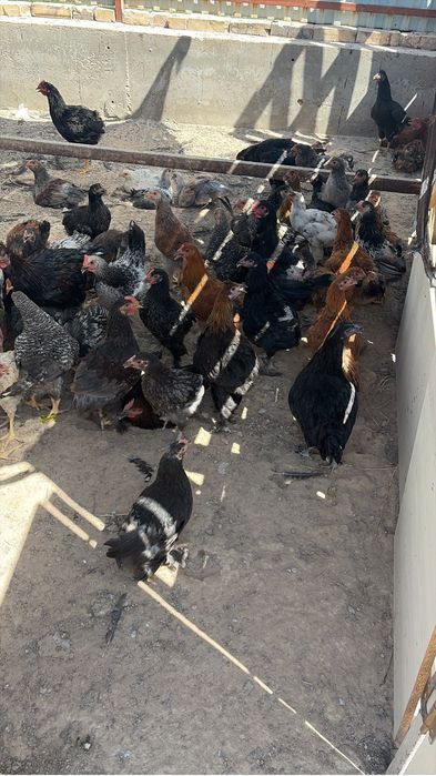 Балапандар 3,4 айлық