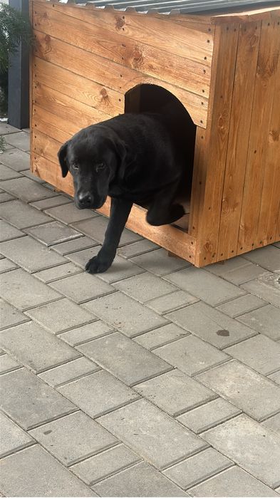 Лабрадор ретривер