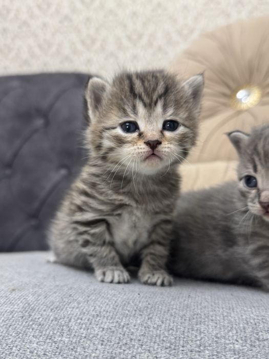 Котята ищят свой дом