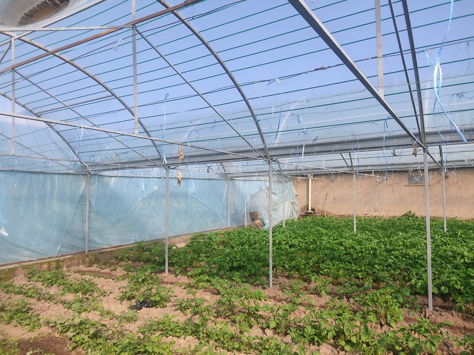 Parnik Issiqxona Teplitsa