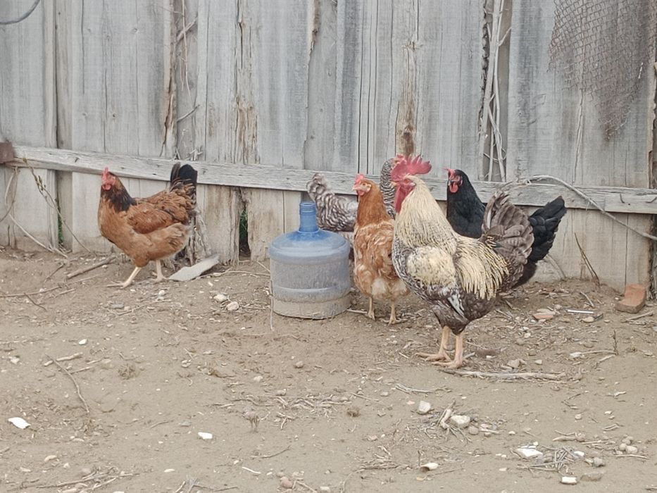 Домашние инкубационные яйца