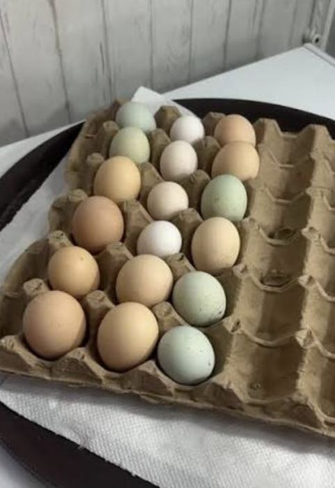 Продам домашние куры