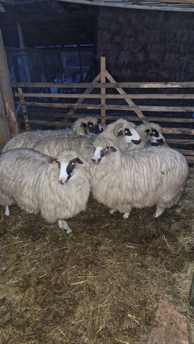 Oi de frumoase de vânzare