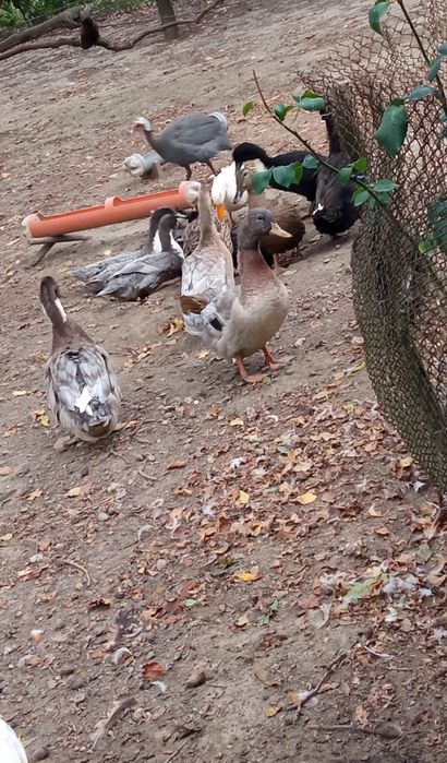 Ouă de rață macanitore