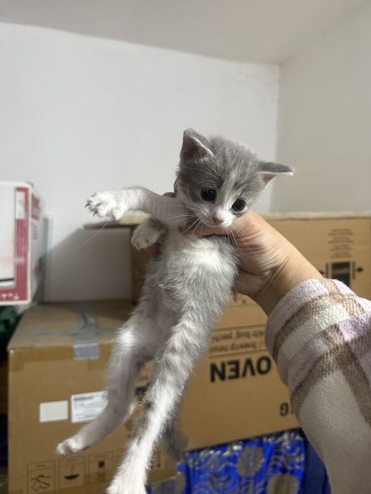 Котяиа в добрые руки
