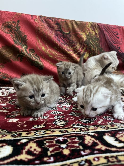 ПРОДАЕМ КОТЯТ породистых