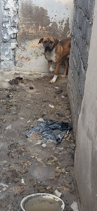 Ит аңға шығатын үйде тұр