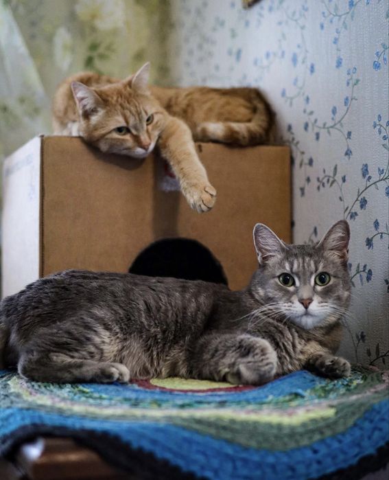 Котики ищут дом!