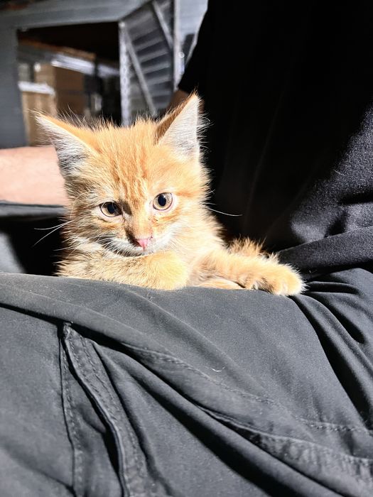 Отдам котенка очень милого