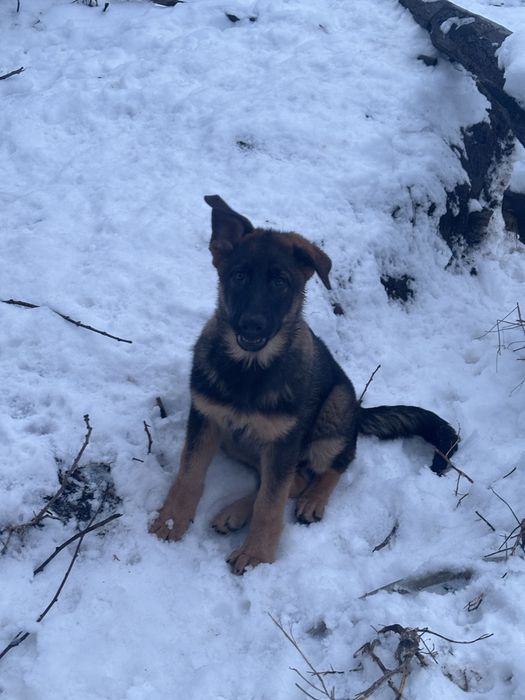 Щенки немецкой овчарки