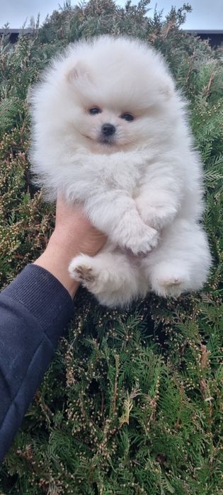 Померан померанче