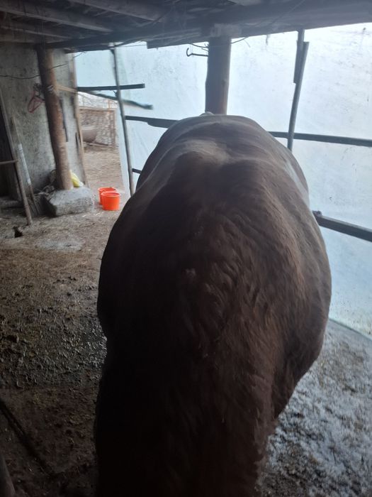 Smental buqa sotiladi