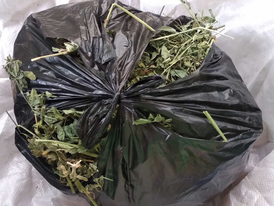 Морские свинки разные.