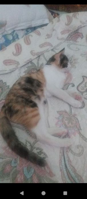 Отдам в добрые руки