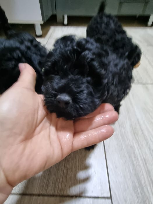 Пудельки. Игровые девчонки.