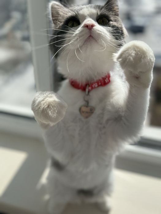 кошечка подросток в любящие руки