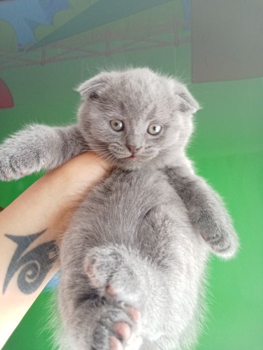 Шотландские Малыши