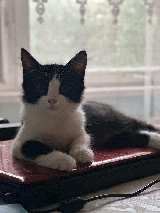 Добрые ласковые котята ( кот , кошка)
