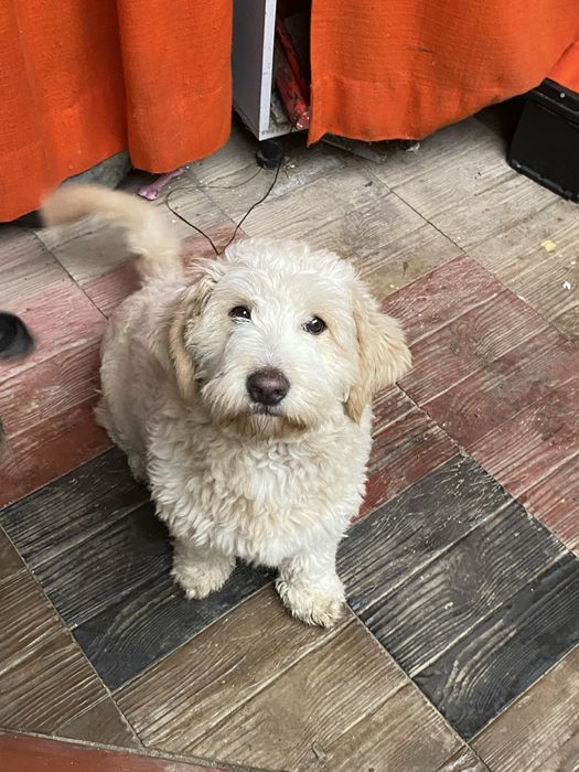 Donez catele foarte iubitoare