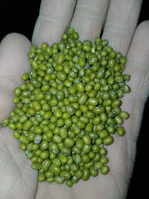 Лазер Оргинал маш нохат лобия фасол оптым баға