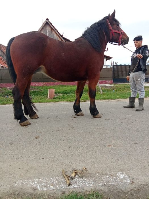O iapa mare de vanzare are si mănza ardeneza da se vinde separat
