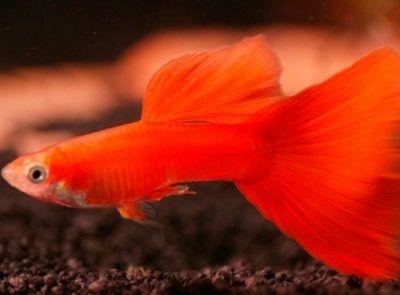 Рыбки аквариумные гуппи