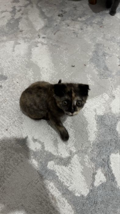 Мысық сатылады тұқымы Scottish Fold