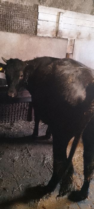 Телки полтора годовалые упитанные