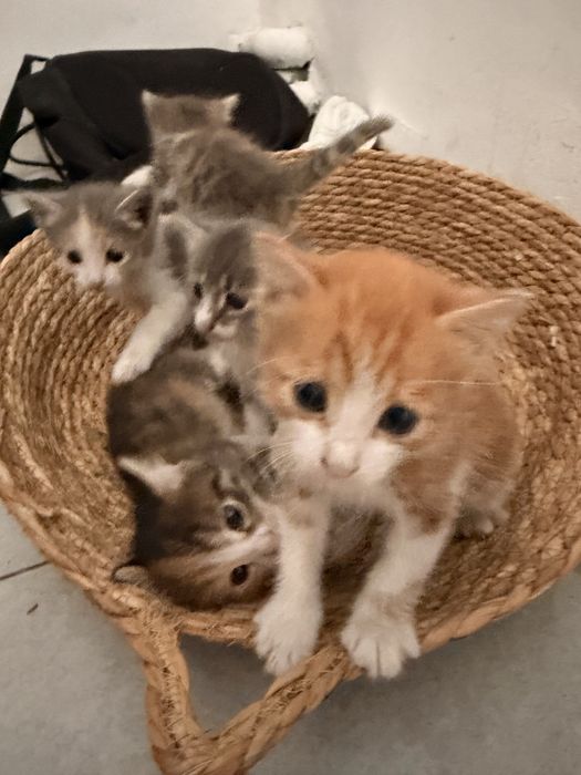 Отдам котят в добрые руки