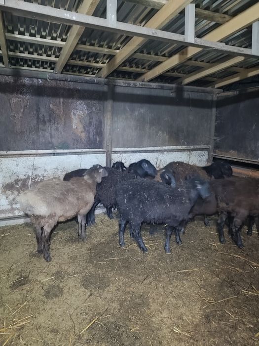 Бараны молодые домашние