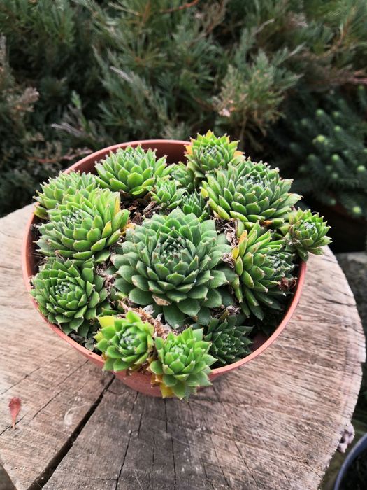 Plante perene - rezistente la îngheț