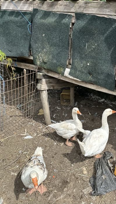Gâște  crescute natural !