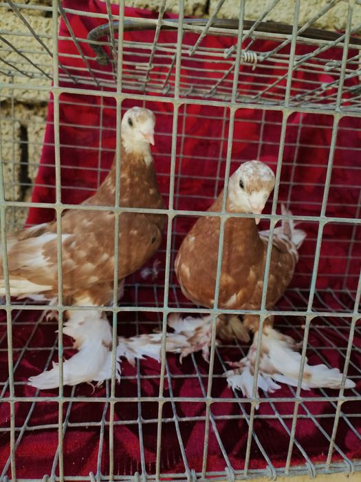 Белоголовые пискуны из под белоголовых голубе на продажу