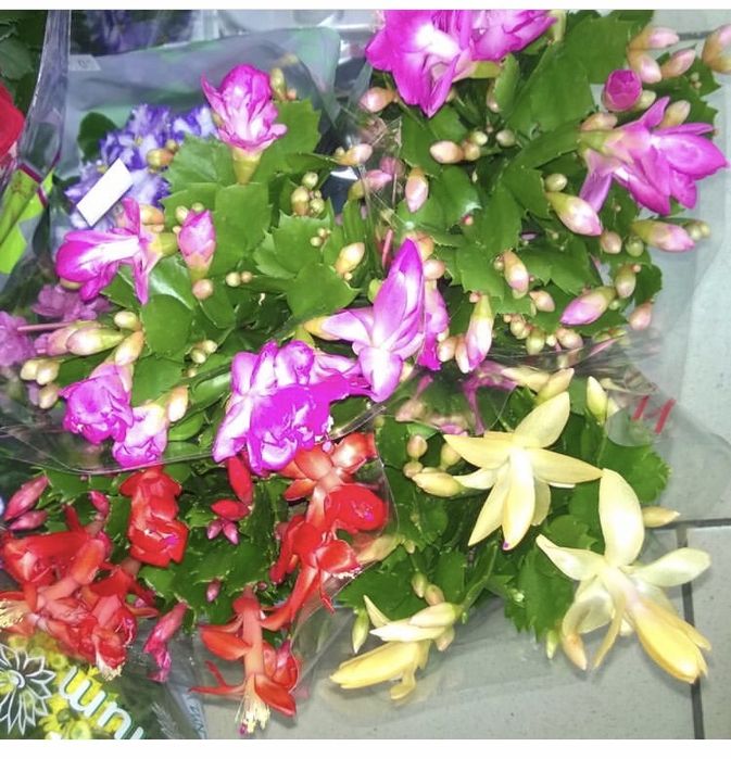 Шлюмбергера