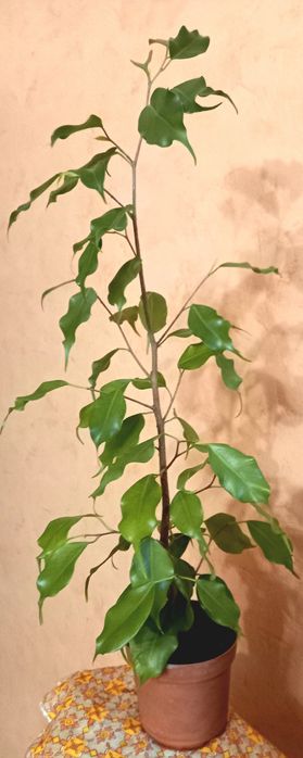 Продам фикус Бенджамина