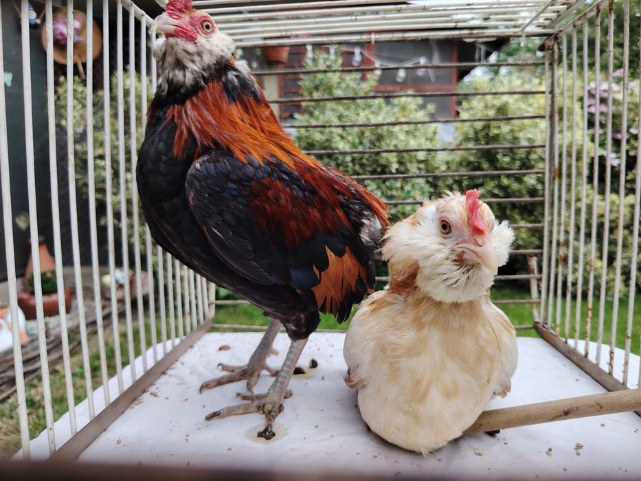 Араукана бантам \ Araucana bantam