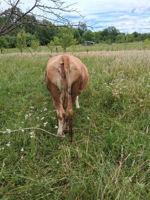 Vaca a fata 7 ani