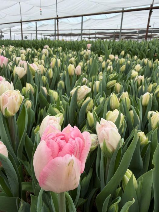 Гүлдер сатылады Продается Цветы