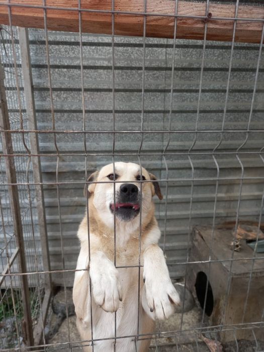 Срочно ищем дом или передержку!