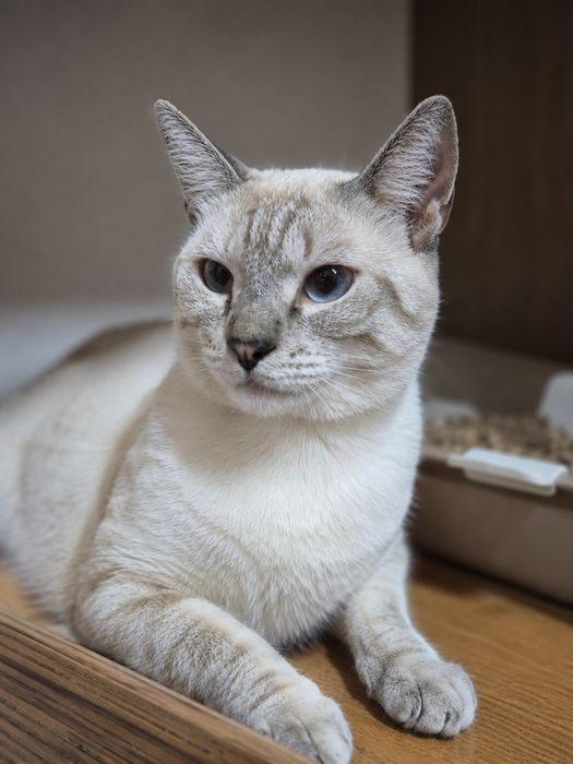 КОТ ИЩЕТ любящую семью