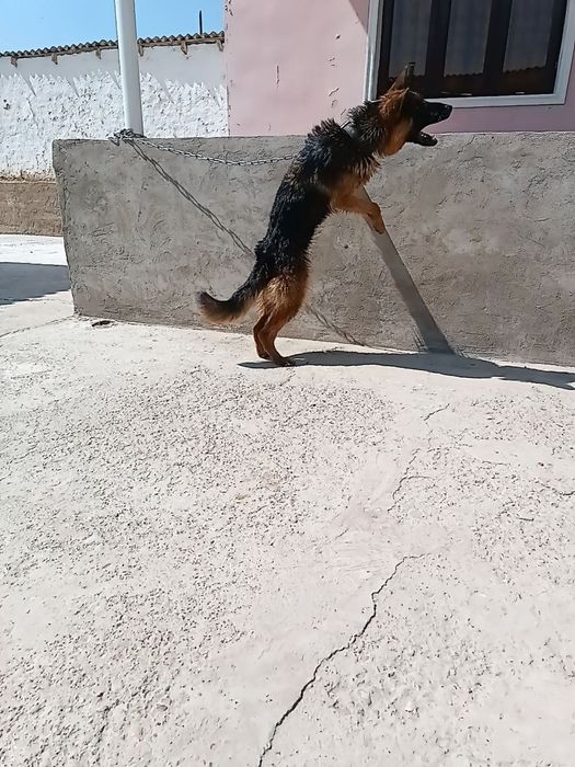 Немецкий овчарки