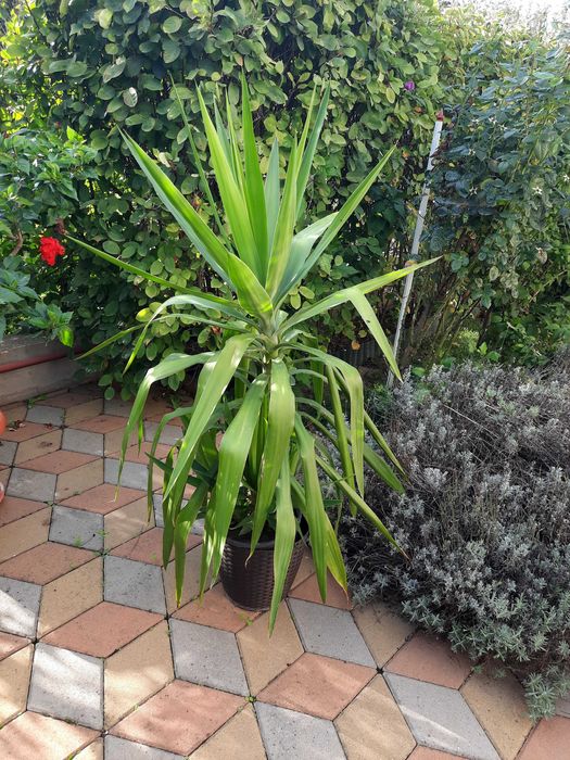 Vand plante de apartament