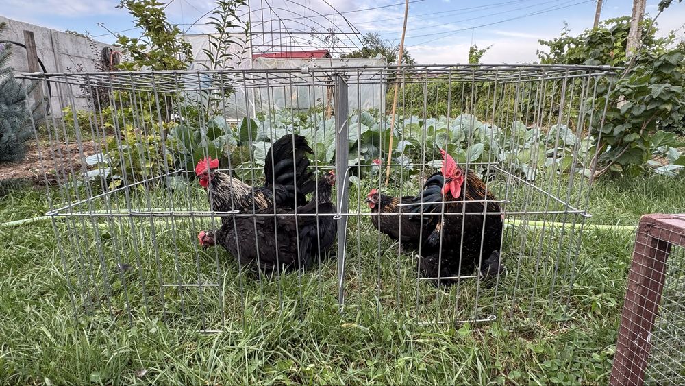 Perechi sau familii pasari pitice mii de flori