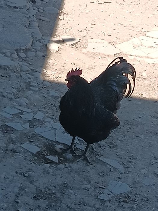 Cocos rasa Austrolop